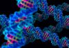 Clues in human genome used by Scientists to find new inflammatory syndrome